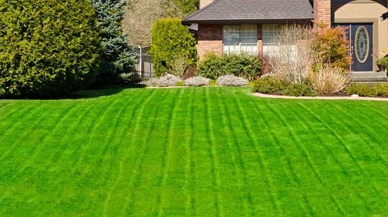 Selecting the Finest Grass Varieties for a Gorgeous Lawn
